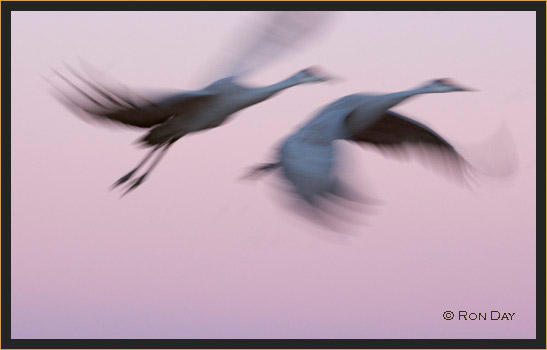 Sandhill Cranes  Pan-Blur, Bosque del Apache 